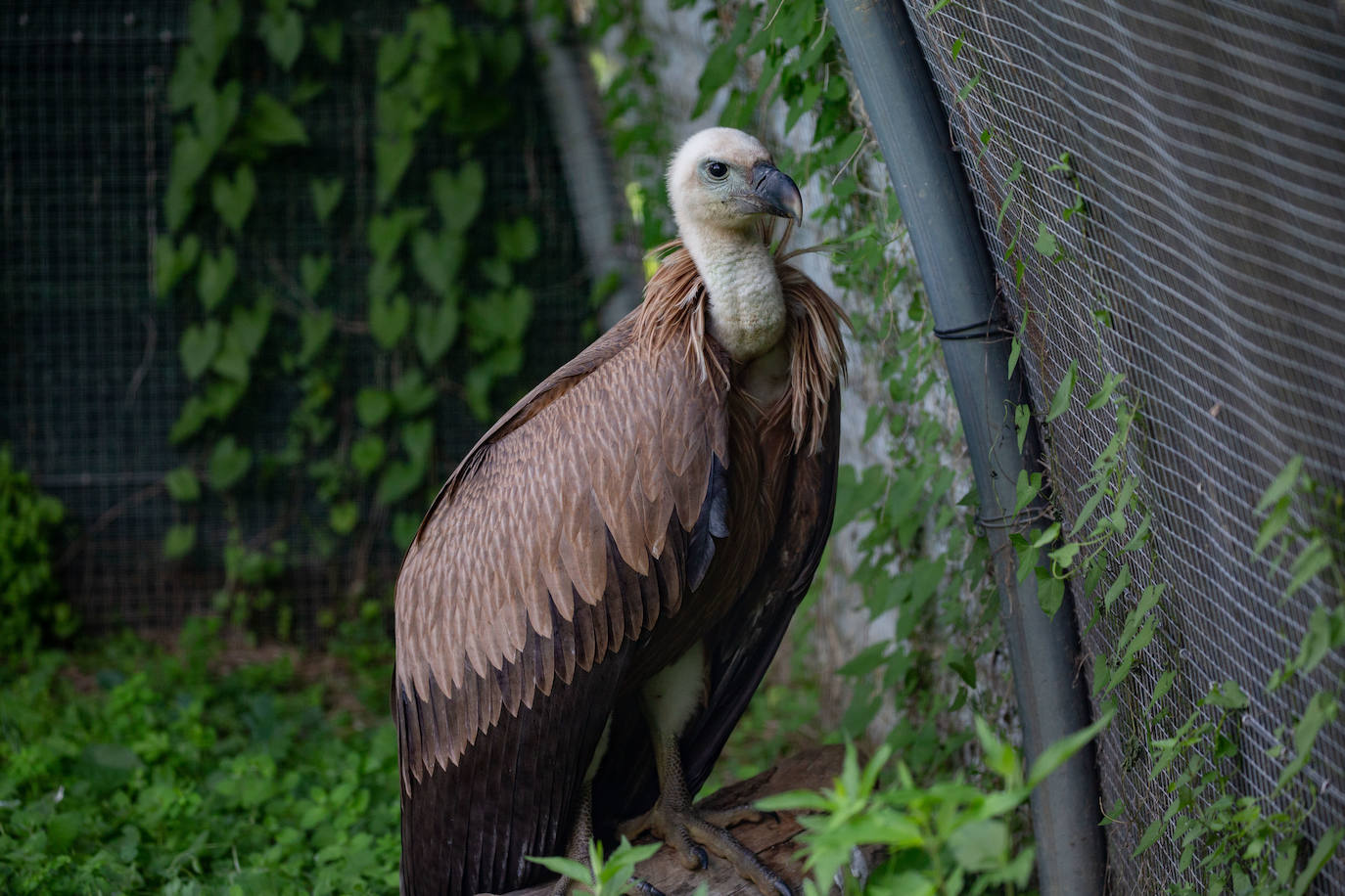Fotos: Las aves del nuevo centro de recuperación Basabizi