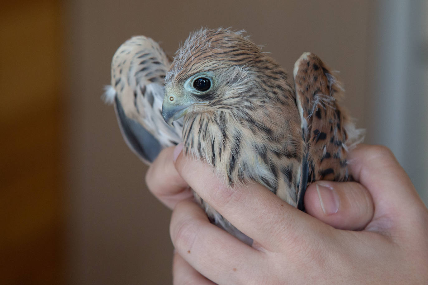 Fotos: Las aves del nuevo centro de recuperación Basabizi