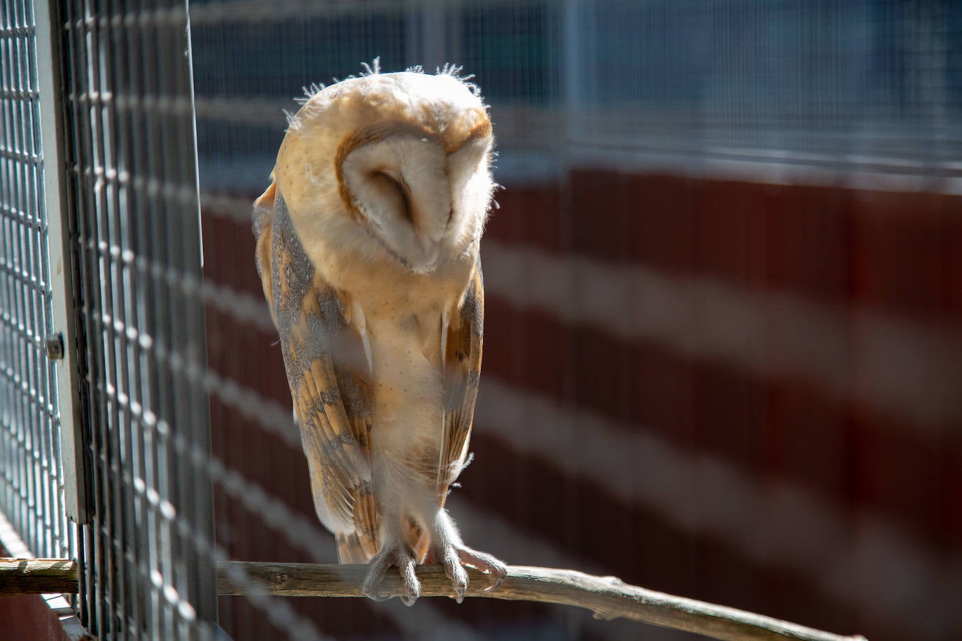 Fotos: Las aves del nuevo centro de recuperación Basabizi