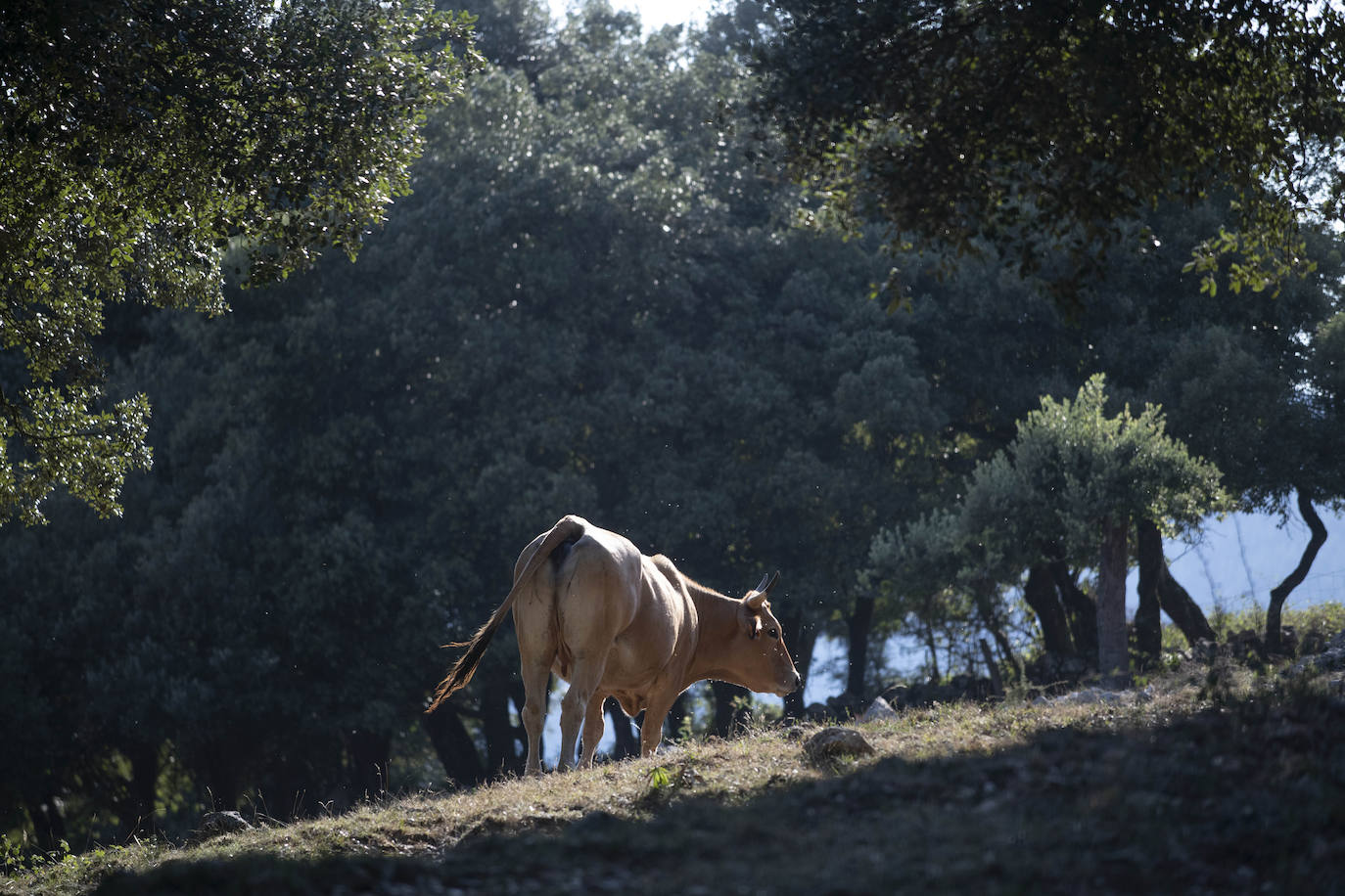 Fotos: Los pastores lanzan un SOS por su ganado