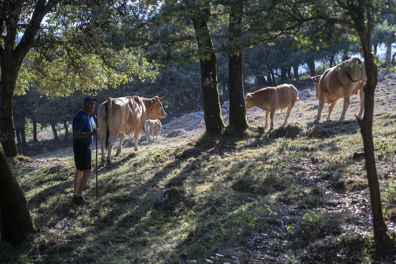Fotos: Los pastores lanzan un SOS por su ganado