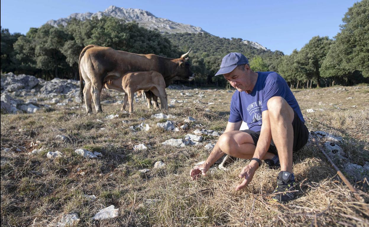 Con el Udalatx al fondo, Aitor Murgoitio muestra en Arrasate la hierba donde ha bajado sus vacas por la falta de pasto en Udala, donde la aridez del terreno es mayor. 
