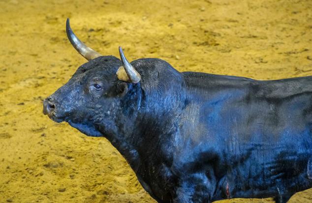 Fotos: Desencajonamiento de toros para la corrida en Illumbe