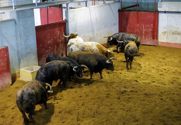Fotos: Desencajonamiento de toros para la corrida en Illumbe