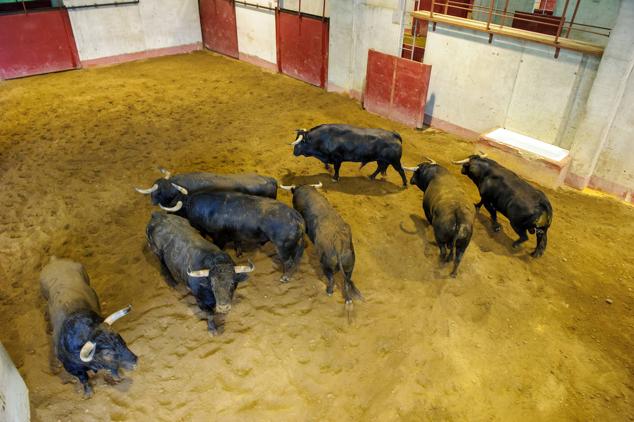 Fotos: Desencajonamiento de toros para la corrida en Illumbe