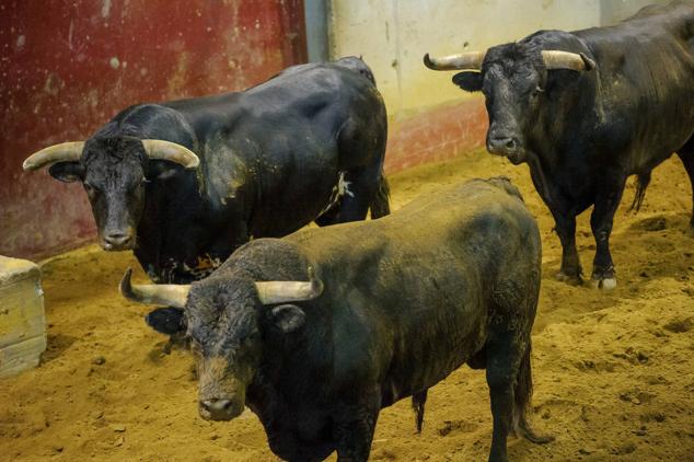 Fotos: Desencajonamiento de toros para la corrida en Illumbe