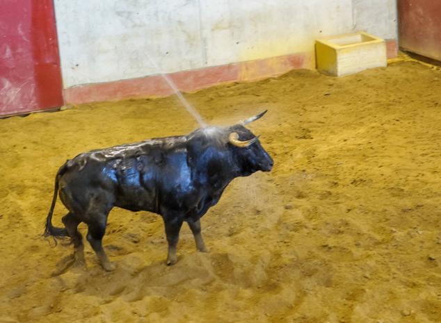 Fotos: Desencajonamiento de toros para la corrida en Illumbe