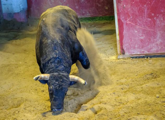 Fotos: Desencajonamiento de toros para la corrida en Illumbe