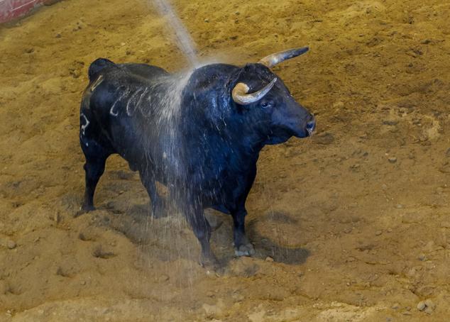 Fotos: Desencajonamiento de toros para la corrida en Illumbe