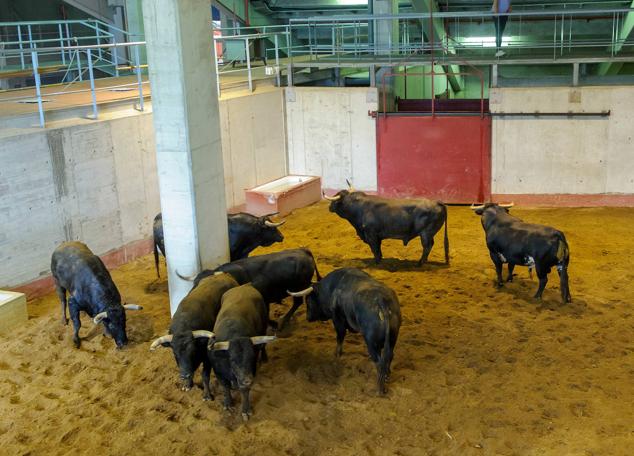 Fotos: Desencajonamiento de toros para la corrida en Illumbe