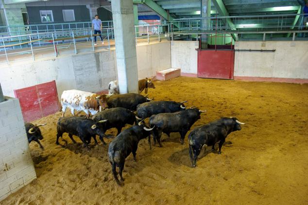 Fotos: Desencajonamiento de toros para la corrida en Illumbe