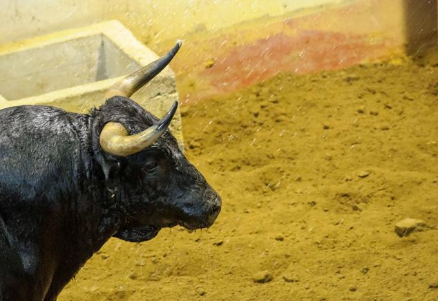Fotos: Desencajonamiento de toros para la corrida en Illumbe