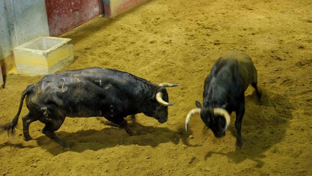 Fotos: Desencajonamiento de toros para la corrida en Illumbe