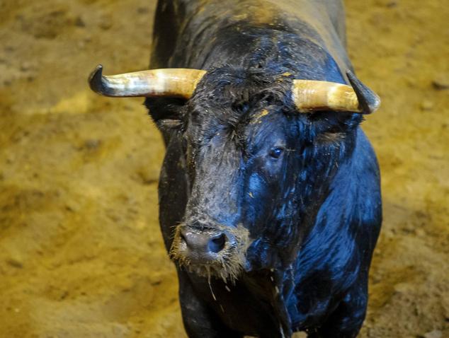 Fotos: Desencajonamiento de toros para la corrida en Illumbe