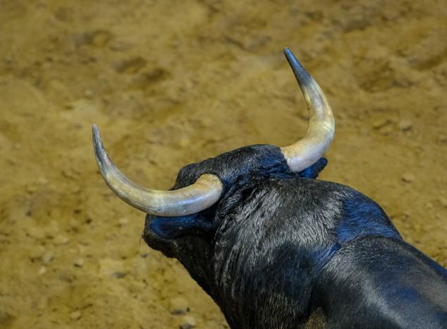 Fotos: Desencajonamiento de toros para la corrida en Illumbe