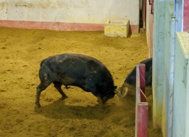 Fotos: Desencajonamiento de toros para la corrida en Illumbe