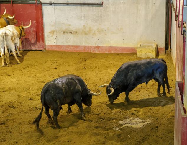 Fotos: Desencajonamiento de toros para la corrida en Illumbe