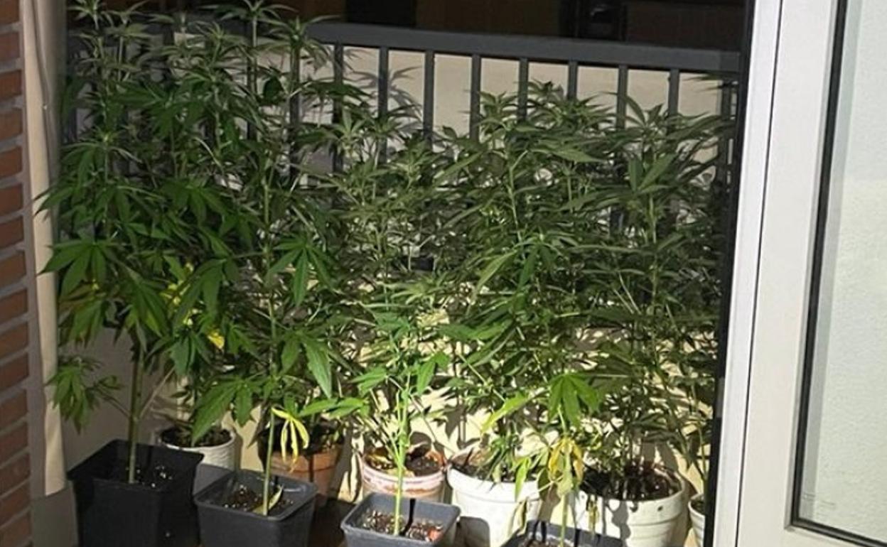 Varias plantas de marihuana se localizaron en los balcones de la vivienda.