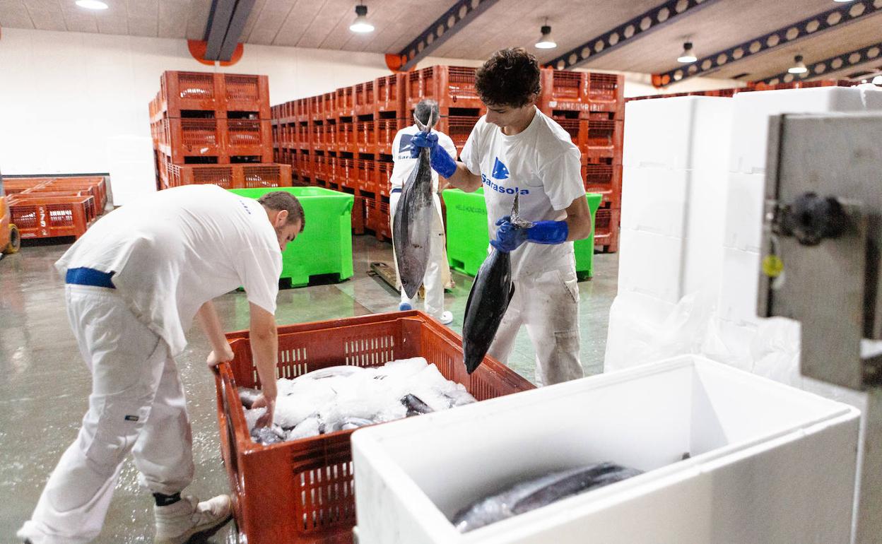 Labores de descarga y venta del bonito que ha llegado esta semana al Puerto de Hondarribia. 
