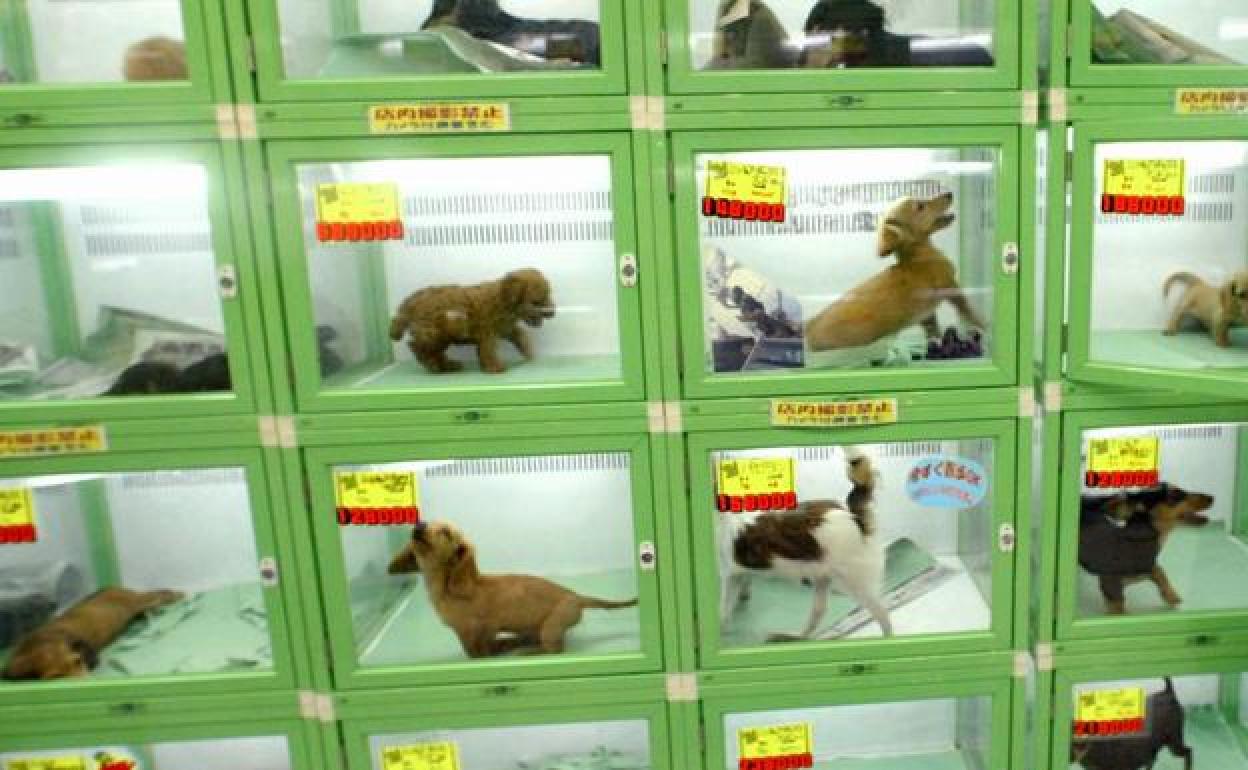 A partir de este jueves se prohibirá exhibir mascotas en tiendas.