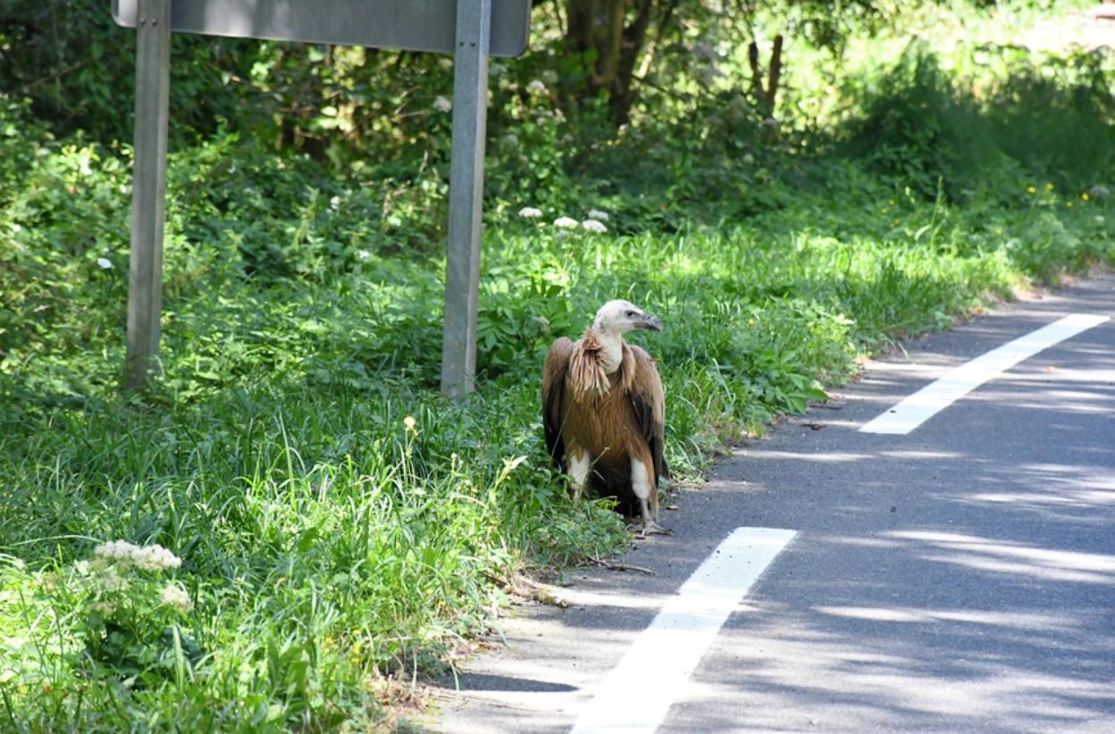 Amezketa: Putrea agertu zen atzo Amezketarako errepidean