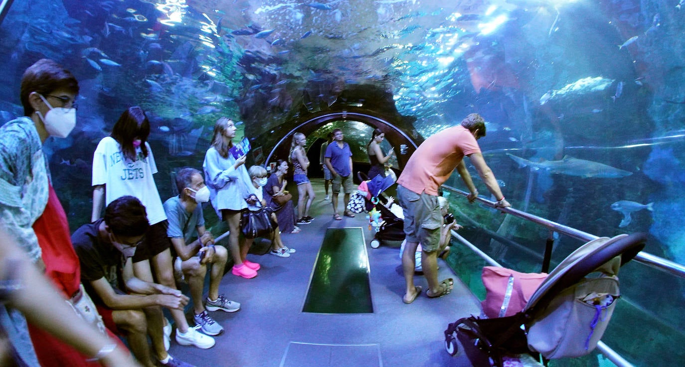 Fotos: Los secretos del Aquarium donostiarra