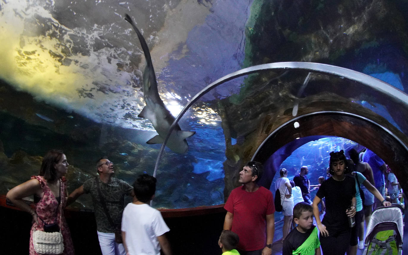 Fotos: Los secretos del Aquarium donostiarra