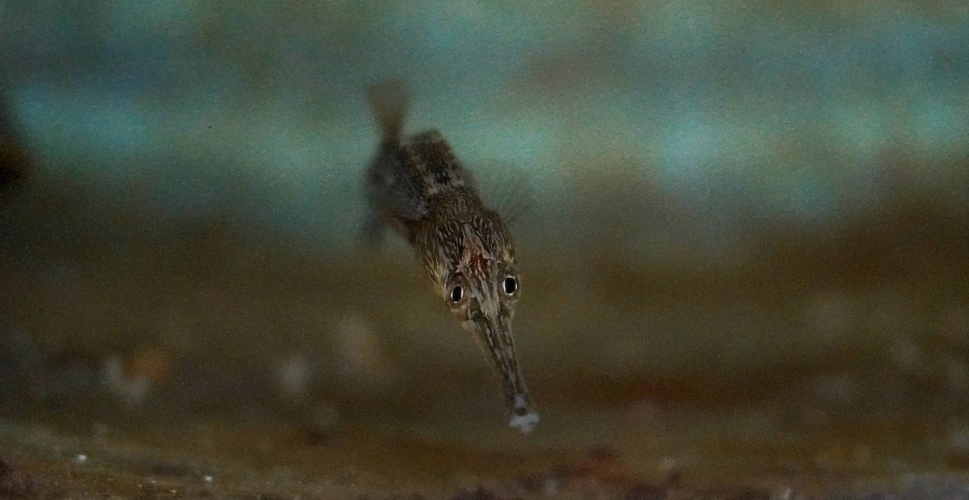 Fotos: Los secretos del Aquarium donostiarra
