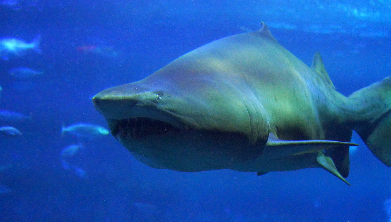 Fotos: Los secretos del Aquarium donostiarra