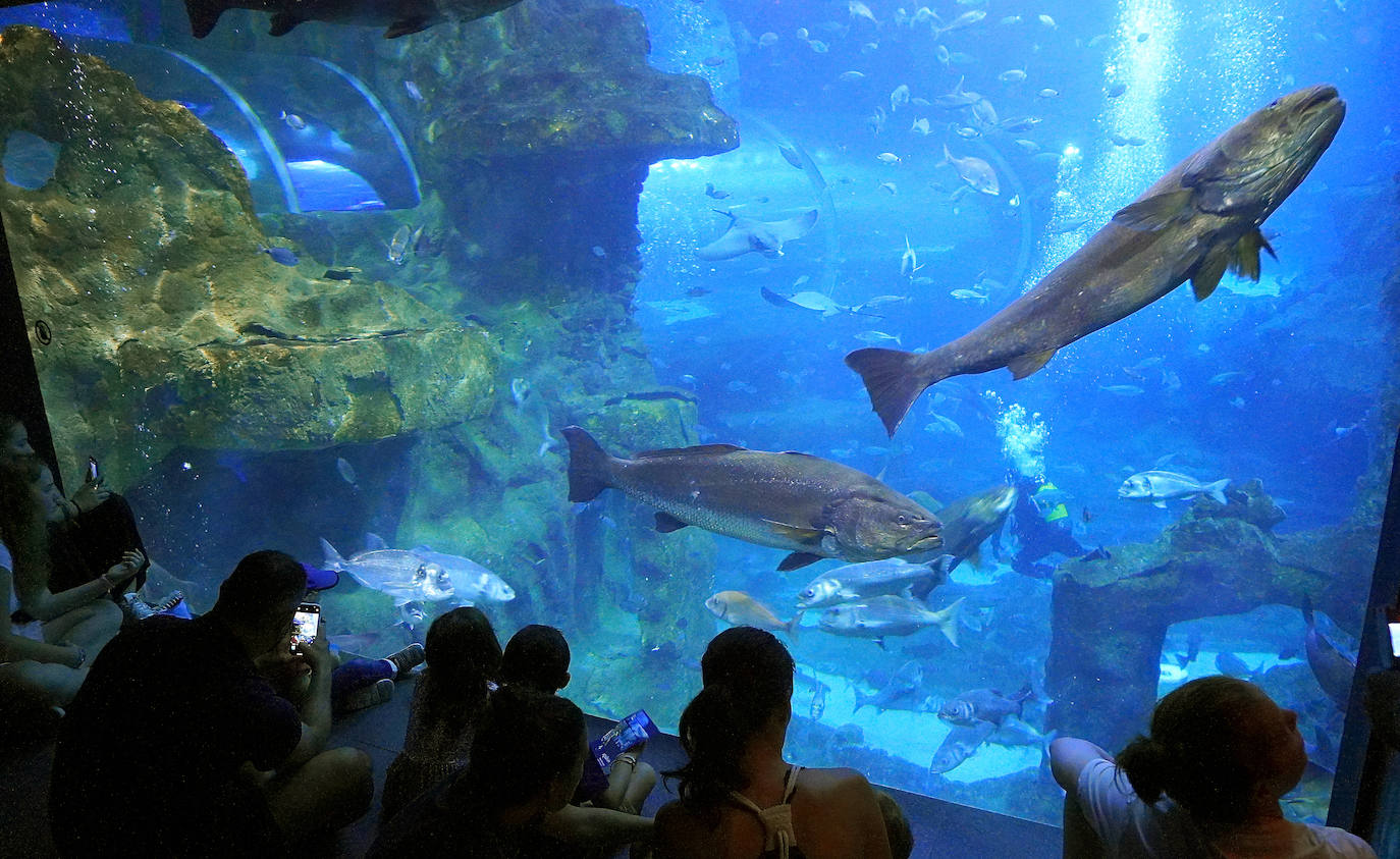 Fotos: Los secretos del Aquarium donostiarra
