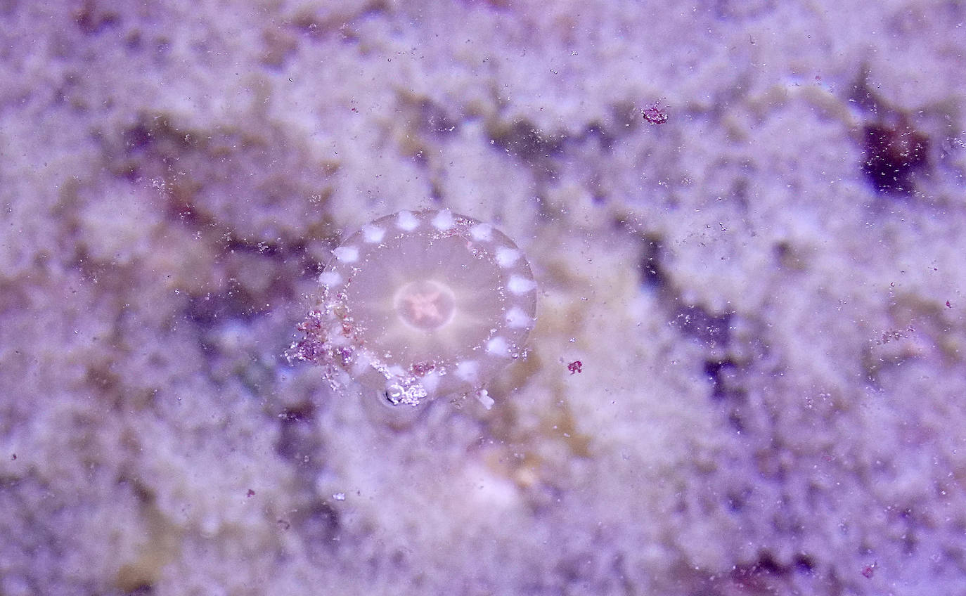 Fotos: Los secretos del Aquarium donostiarra