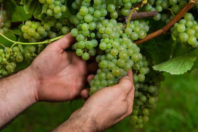 Fotos: Un txakoli de calidad y mayor graduación