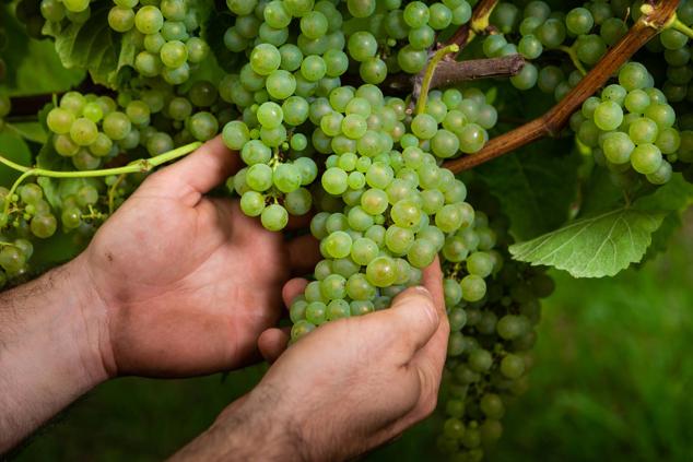 Fotos: Un txakoli de calidad y mayor graduación