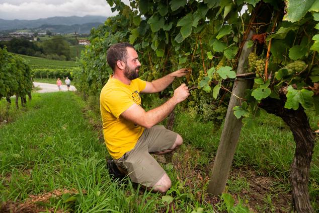 Fotos: Un txakoli de calidad y mayor graduación