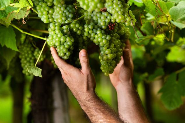 Fotos: Un txakoli de calidad y mayor graduación