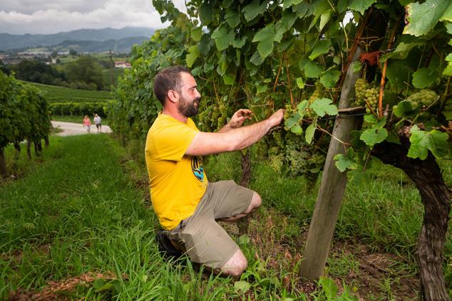 Fotos: Un txakoli de calidad y mayor graduación