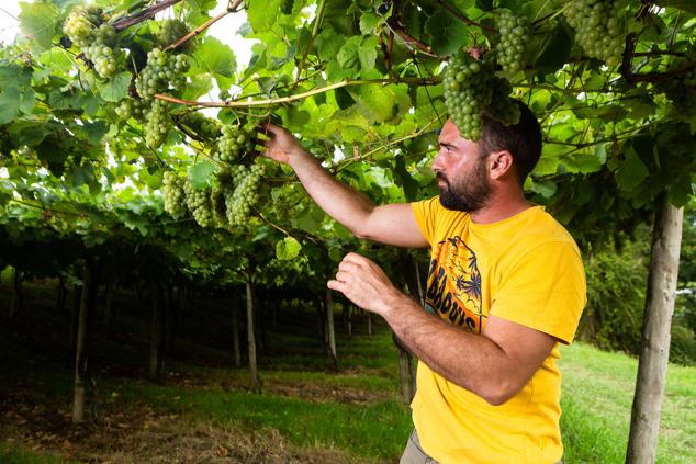 Fotos: Un txakoli de calidad y mayor graduación