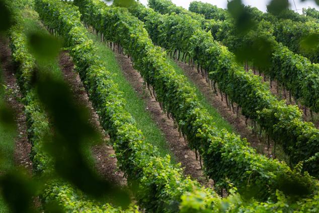 Fotos: Un txakoli de calidad y mayor graduación