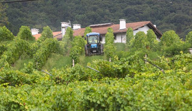 Fotos: Un txakoli de calidad y mayor graduación