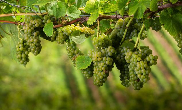 Fotos: Un txakoli de calidad y mayor graduación