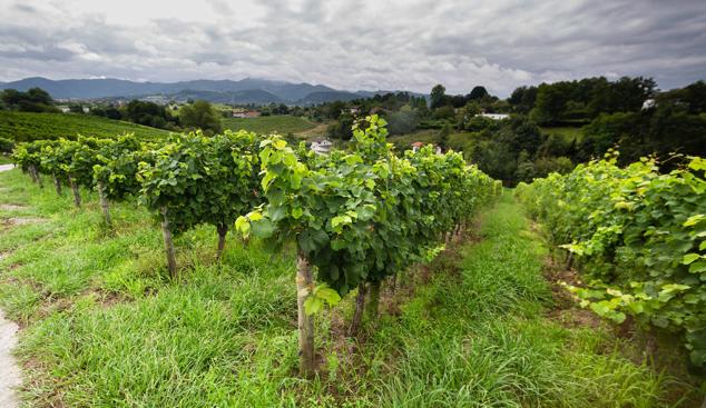 Fotos: Un txakoli de calidad y mayor graduación