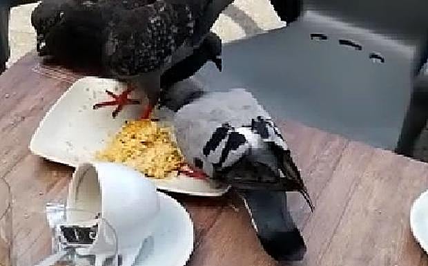 Las palomas acechando el pintxo de tortilla... 