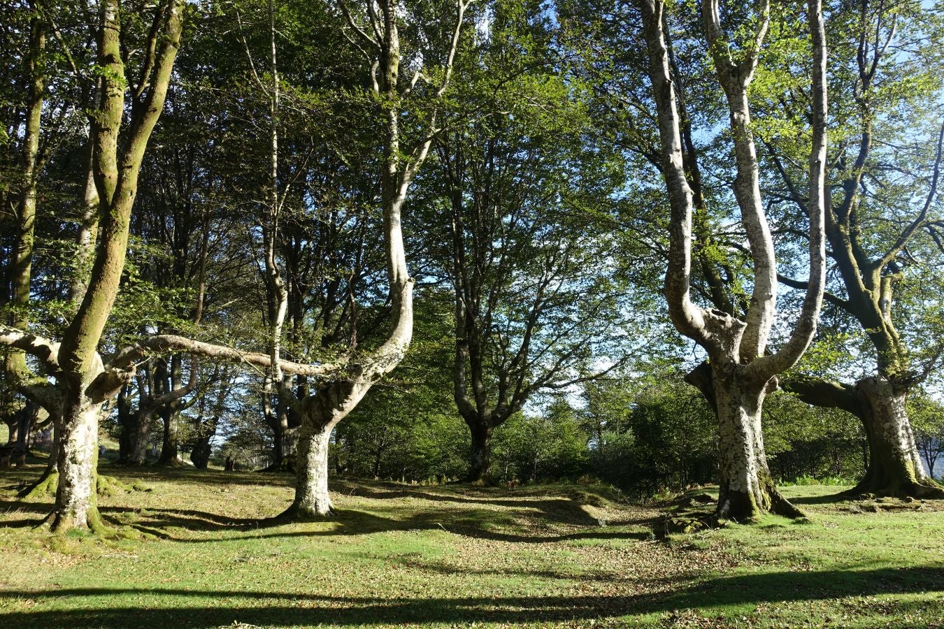 Fotos: Ruta a Basate pasando por el crómlech de Oianleku
