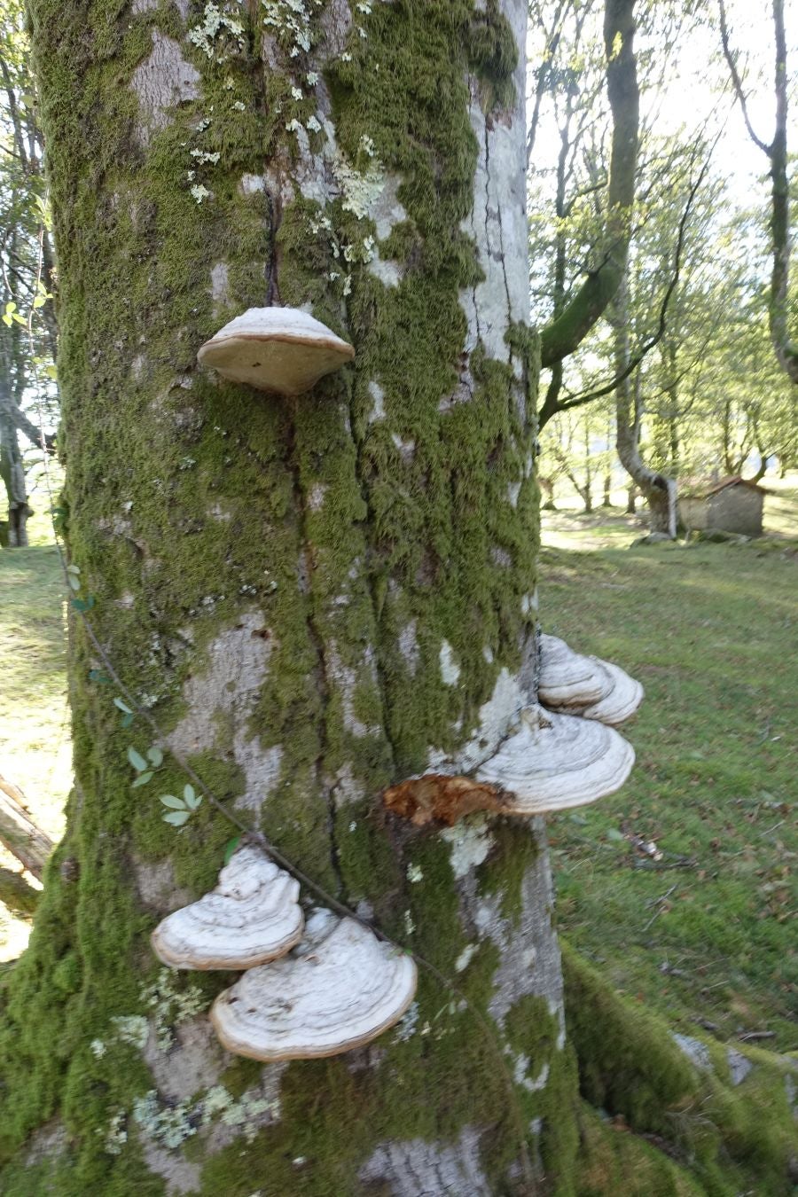 Fotos: Ruta a Basate pasando por el crómlech de Oianleku