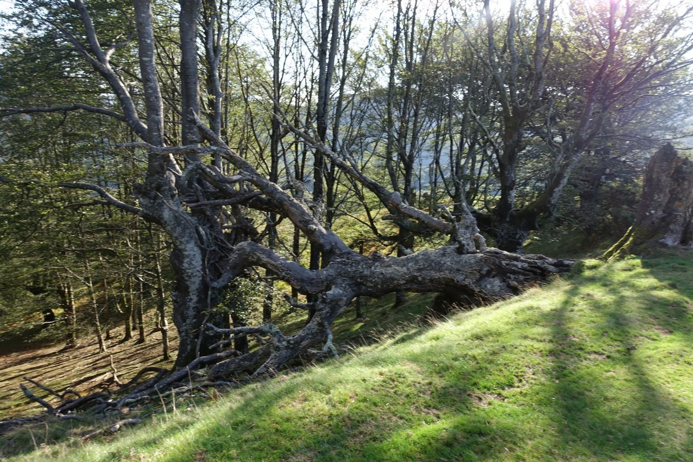 Fotos: Ruta a Basate pasando por el crómlech de Oianleku