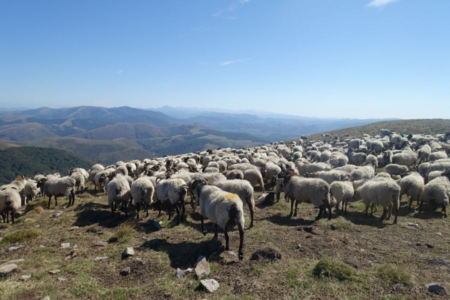 Fotos: Adi: una cima navarra para disfrutar del Otoño