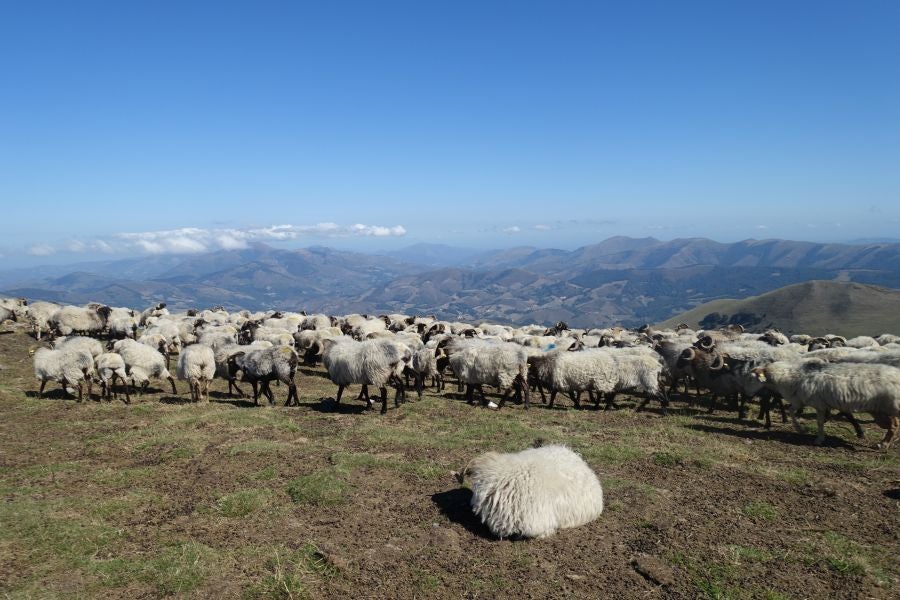 Fotos: Adi: una cima navarra para disfrutar del Otoño