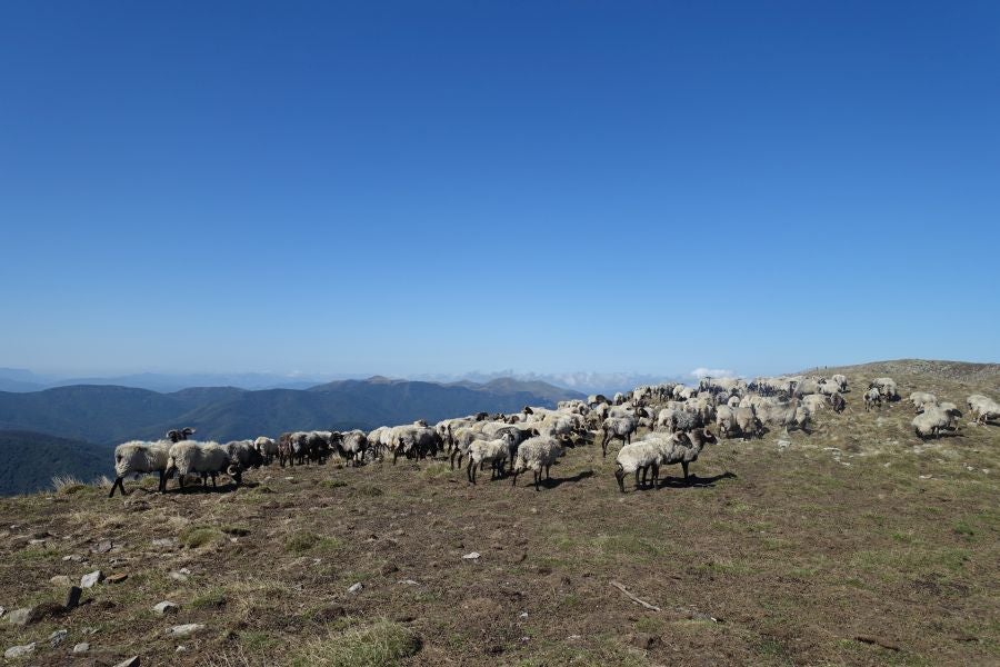 Fotos: Adi: una cima navarra para disfrutar del Otoño