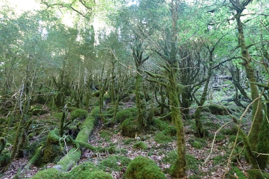 Fotos: Adi: una cima navarra para disfrutar del Otoño