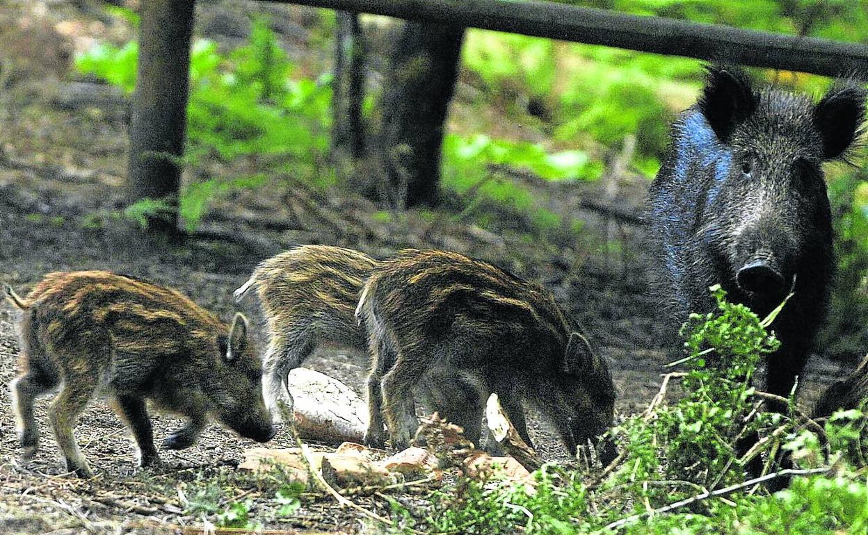Una jabalí con sus retoños. Agujero en la alambrada por donde entran los jabalíes.